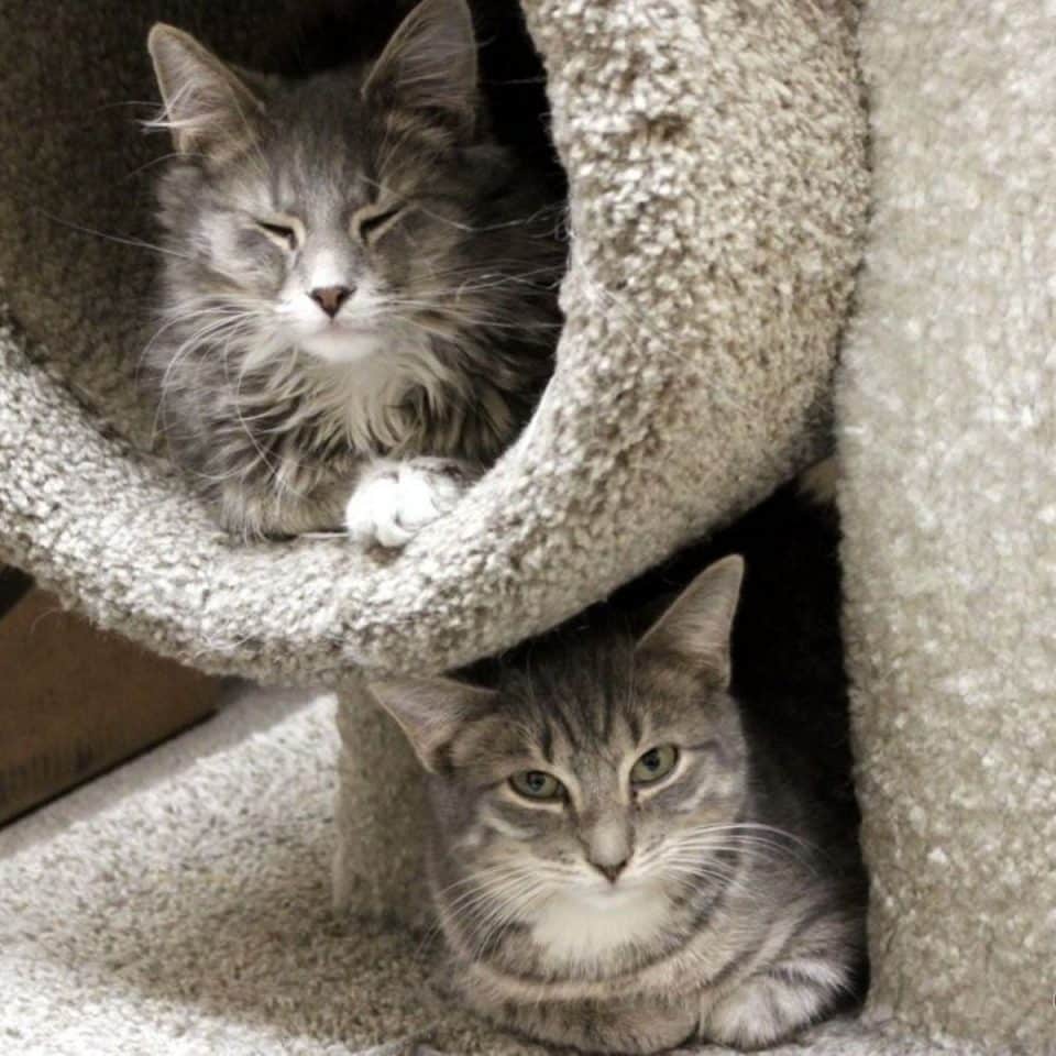 two cats lie on a scratching post 960x960