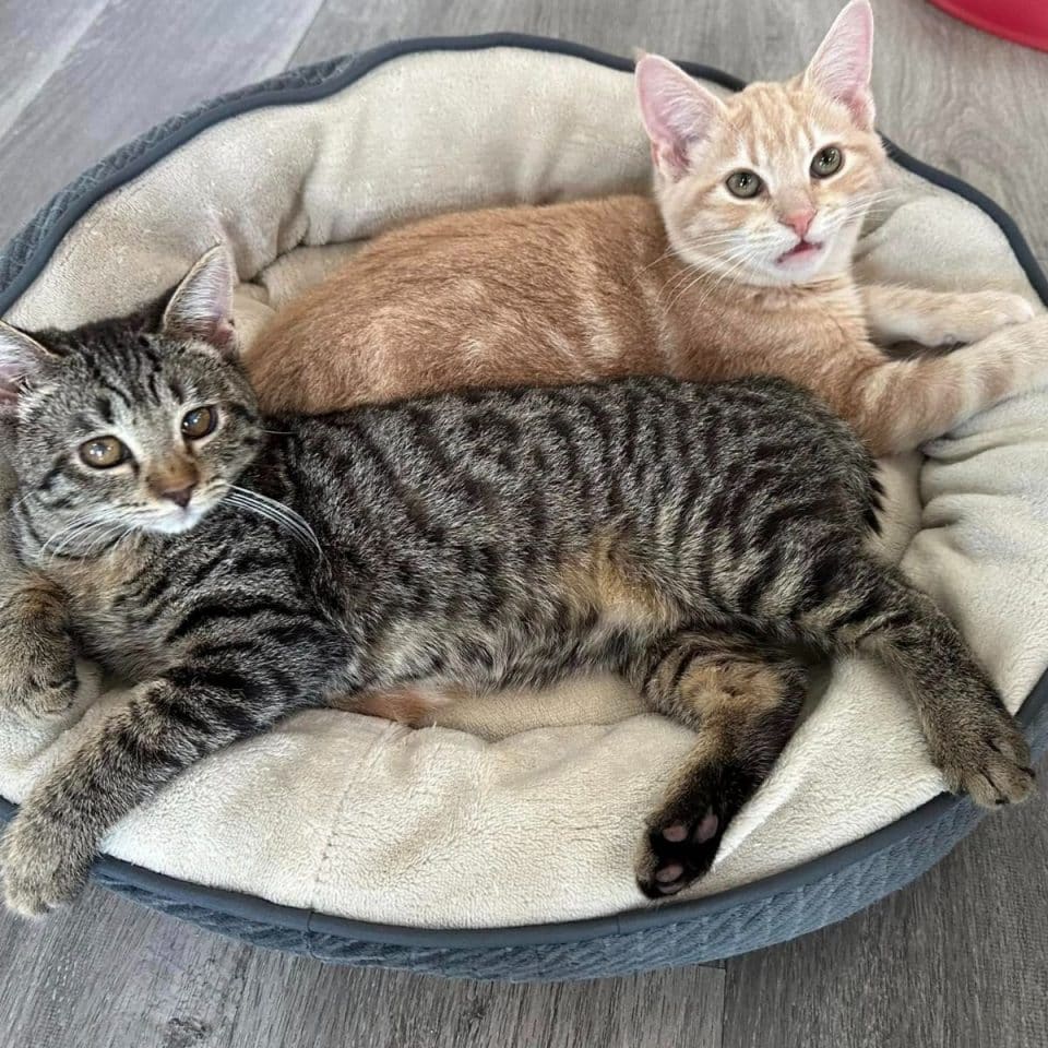 two cats lying in their back 960x960