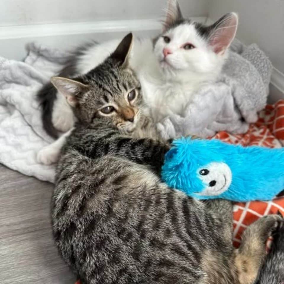 two cats lying together 960x960