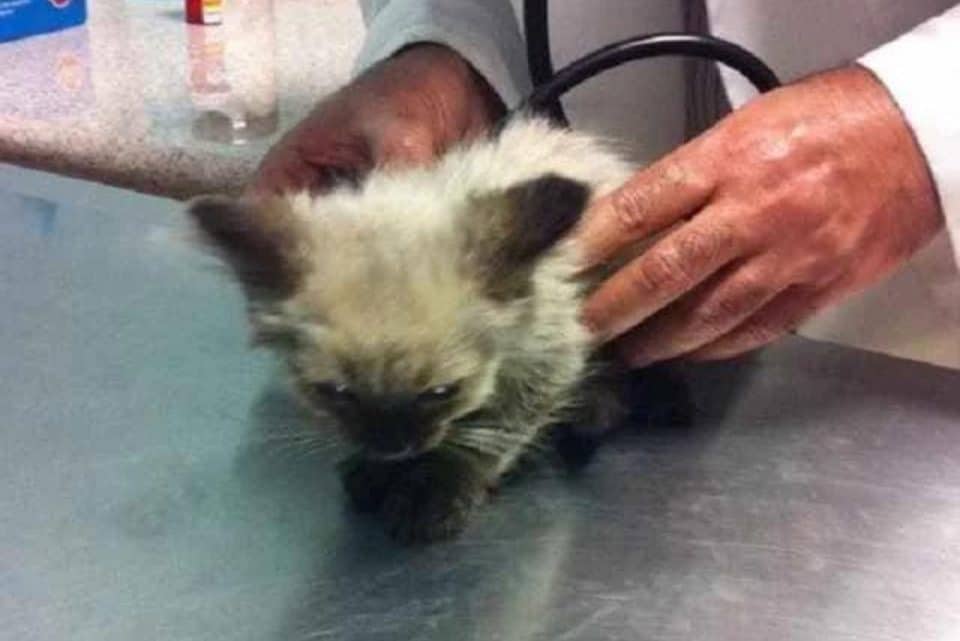 vet and dirty cat