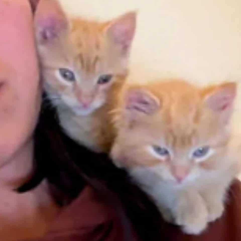 woman and two ginger kittens 960x960