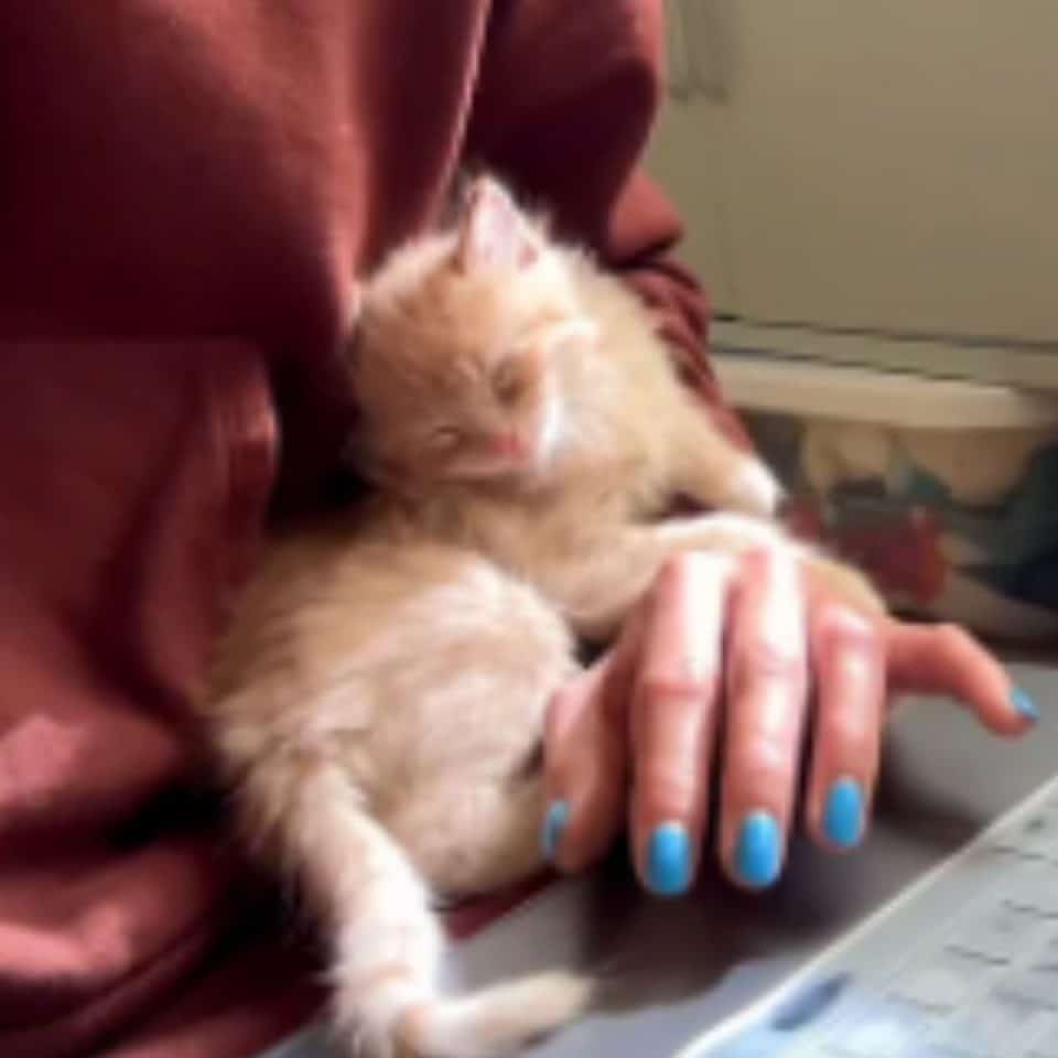 woman holding a sweet ginger kitten 960x960