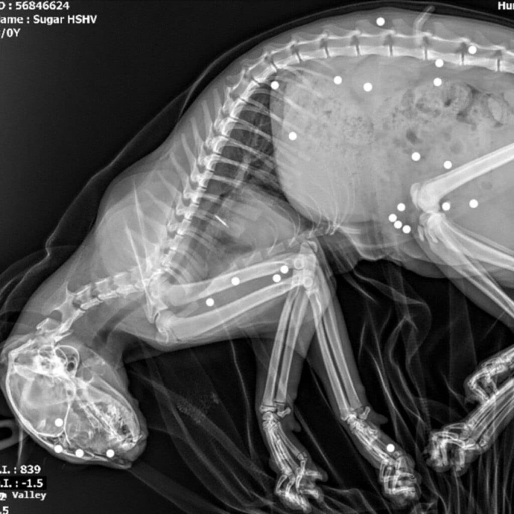 x ray of cat